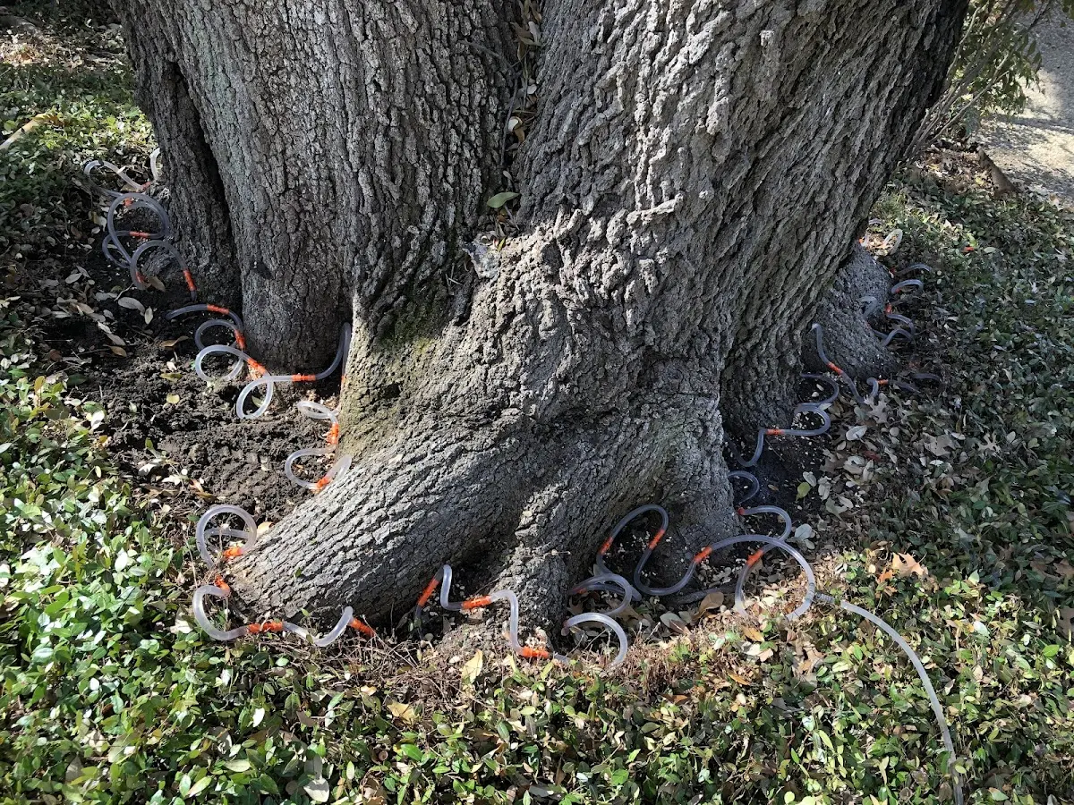 Detailed Tree Cabling and Bracing job site in Courtland